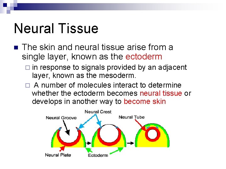 Neural Tissue n The skin and neural tissue arise from a single layer, known