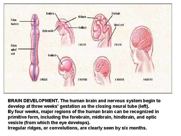 BRAIN DEVELOPMENT. The human brain and nervous system begin to develop at three weeks’