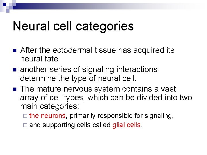 Neural cell categories n n n After the ectodermal tissue has acquired its neural