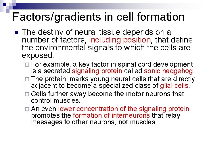 Factors/gradients in cell formation n The destiny of neural tissue depends on a number