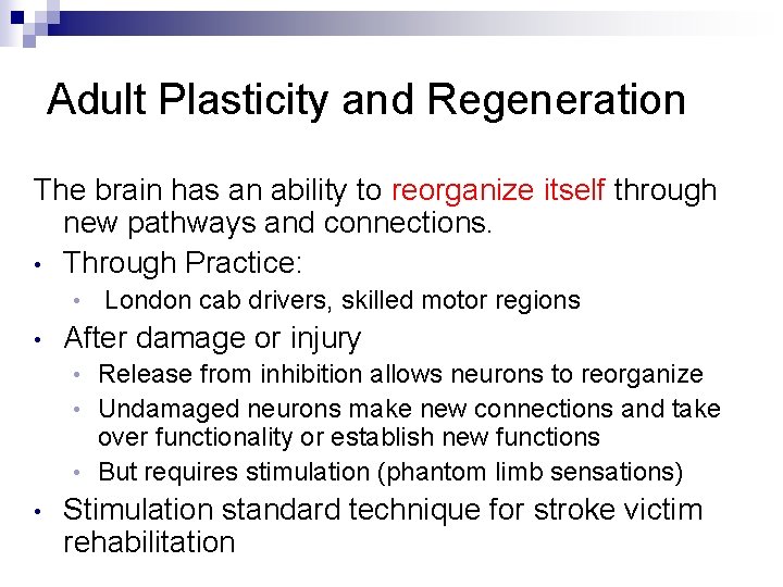 Adult Plasticity and Regeneration The brain has an ability to reorganize itself through new