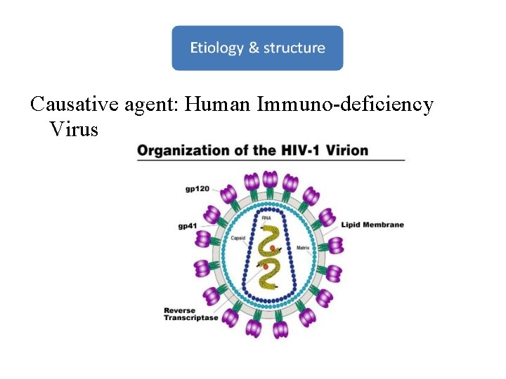 Causative agent: Human Immuno-deficiency Virus 