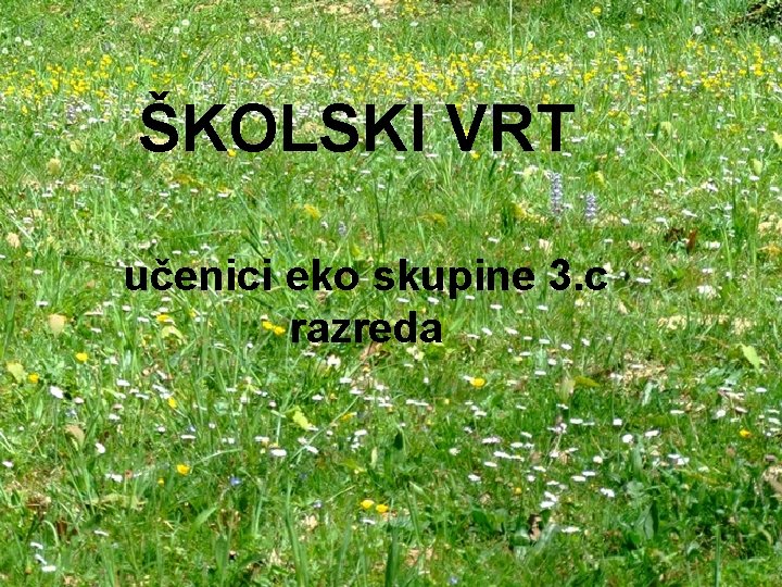 ŠKOLSKI VRT učenici eko skupine 3. c razreda 