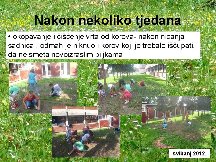 Nakon nekoliko tjedana • okopavanje i čišćenje vrta od korova- nakon nicanja sadnica ,