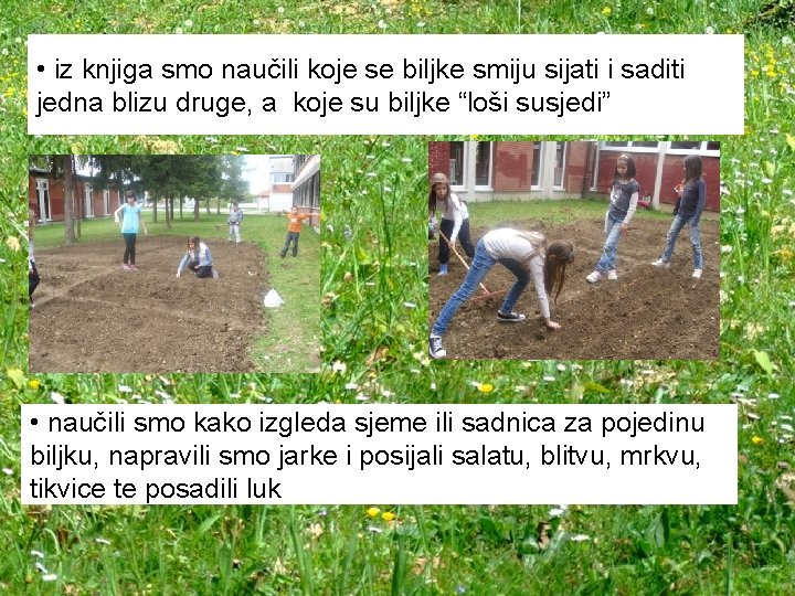  • iz knjiga smo naučili koje se biljke smiju sijati i saditi jedna