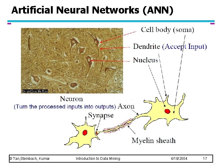 Artificial Neural Networks (ANN) © Tan, Steinbach, Kumar Introduction to Data Mining 4/18/2004 17