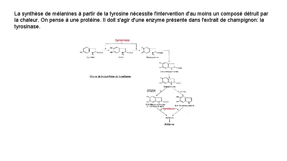 La synthèse de mélanines à partir de la tyrosine nécessite l'intervention d'au moins un