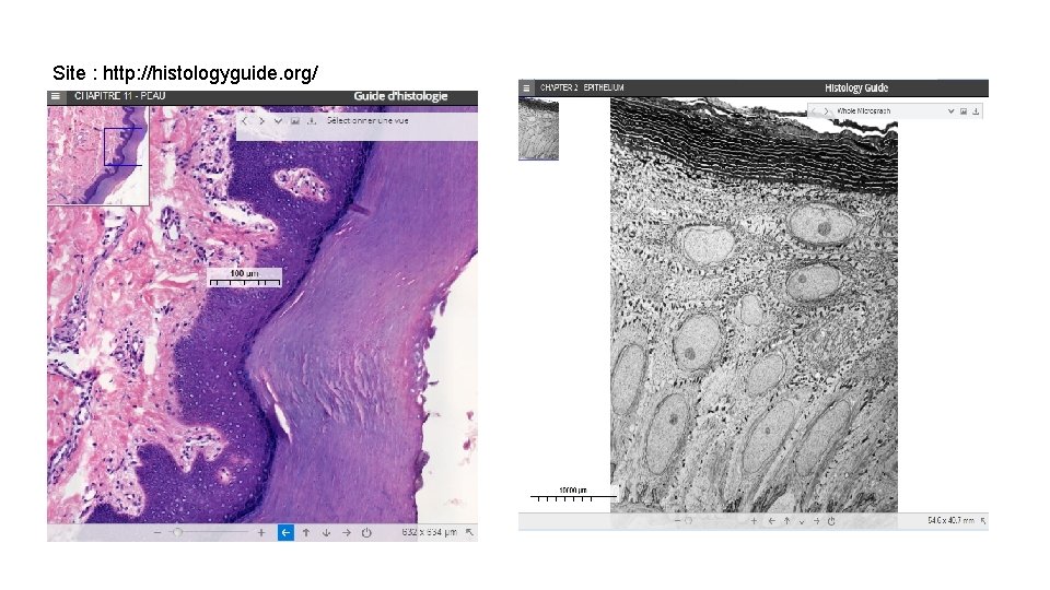 Site : http: //histologyguide. org/ 