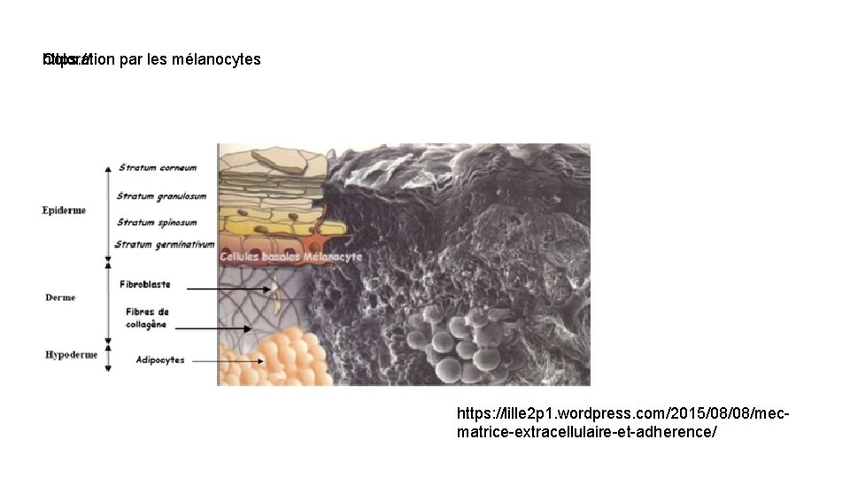 Coloration par les mélanocytes https: //lille 2 p 1. wordpress. com/2015/08/08/mecmatrice-extracellulaire-et-adherence/ 