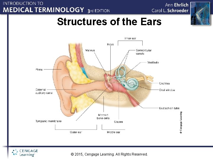 © Cengage Learning Structures of the Ears © 2015, Cengage Learning. All Rights Reserved.