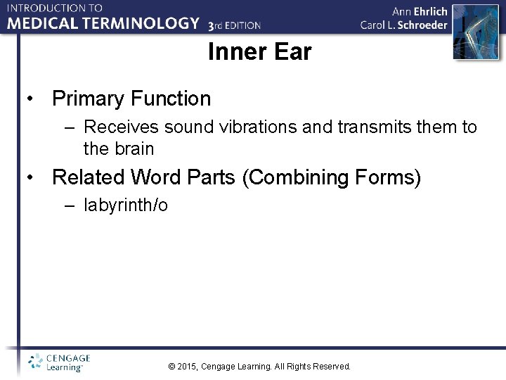 Inner Ear • Primary Function – Receives sound vibrations and transmits them to the