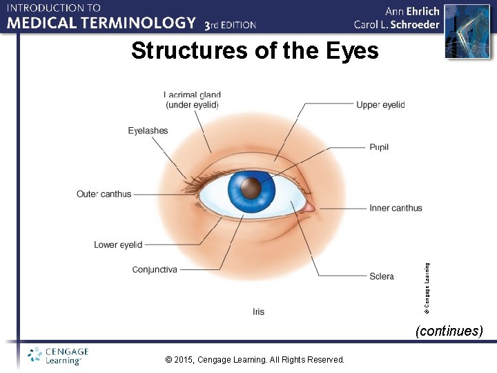 © Cengage Learning Structures of the Eyes (continues) © 2015, Cengage Learning. All Rights
