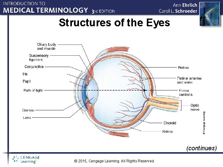 © Cengage Learning Structures of the Eyes (continues) © 2015, Cengage Learning. All Rights