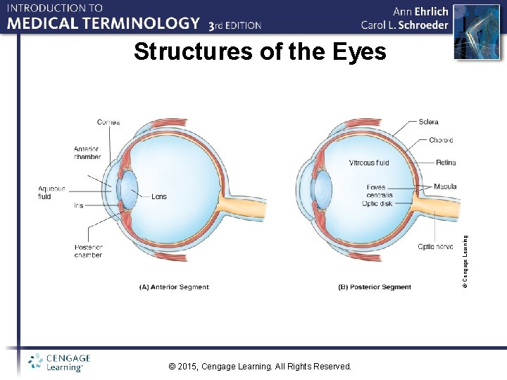 © Cengage Learning Structures of the Eyes © 2015, Cengage Learning. All Rights Reserved.