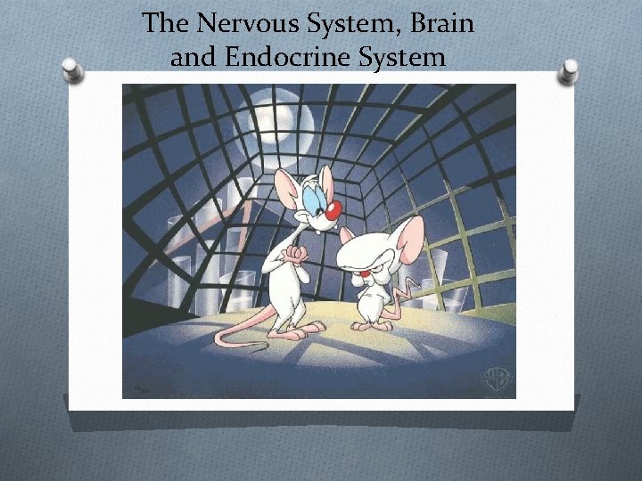 The Nervous System, Brain and Endocrine System 