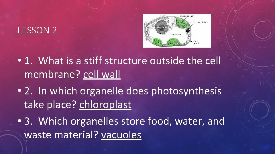 LESSON 2 • 1. What is a stiff structure outside the cell membrane? cell LESSON 2 • 1. What is a stiff structure outside the cell membrane? cell