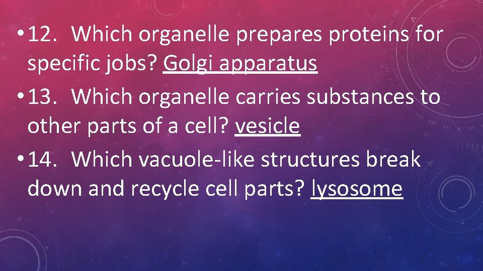 • 12. Which organelle prepares proteins for specific jobs? Golgi apparatus • 13. • 12. Which organelle prepares proteins for specific jobs? Golgi apparatus • 13.