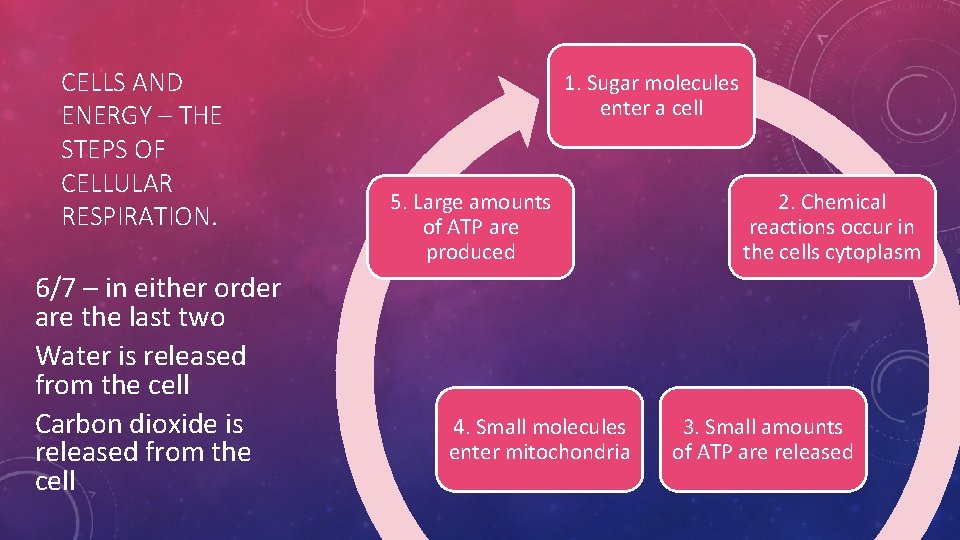 CELLS AND ENERGY – THE STEPS OF CELLULAR RESPIRATION. 6/7 – in either order CELLS AND ENERGY – THE STEPS OF CELLULAR RESPIRATION. 6/7 – in either order
