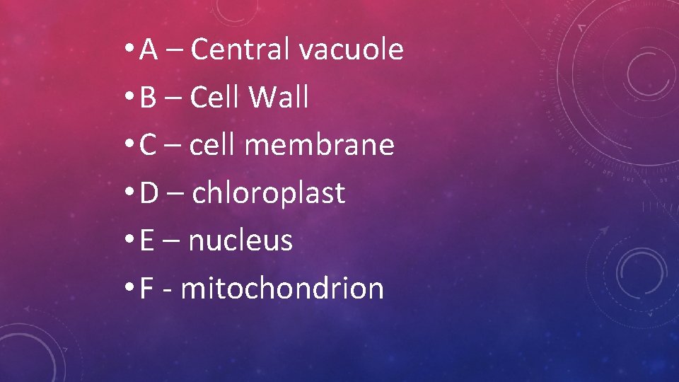 • A – Central vacuole • B – Cell Wall • C – • A – Central vacuole • B – Cell Wall • C –
