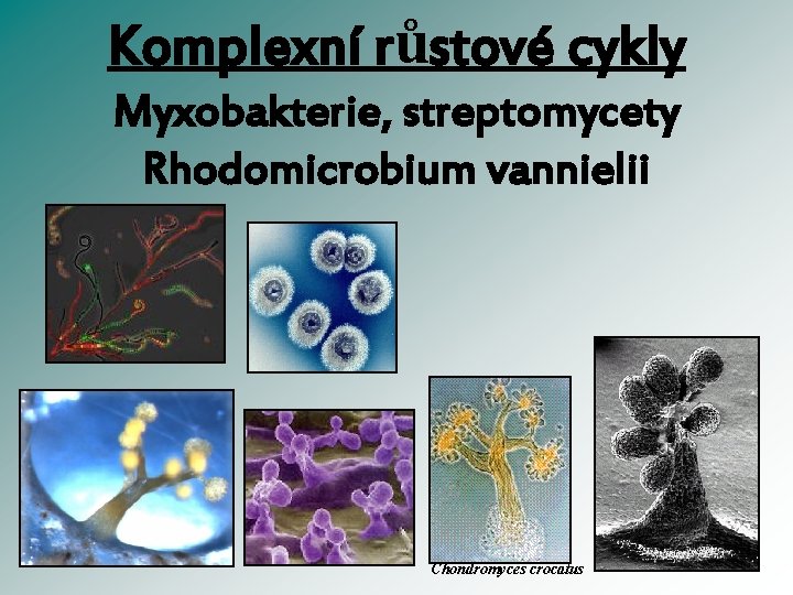 Komplexní růstové cykly Myxobakterie, streptomycety Rhodomicrobium vannielii Chondromyces crocatus 