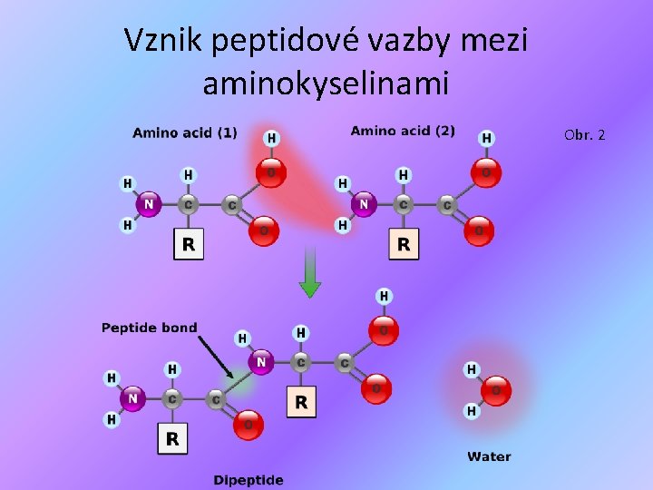 Vznik peptidové vazby mezi aminokyselinami Obr. 2 