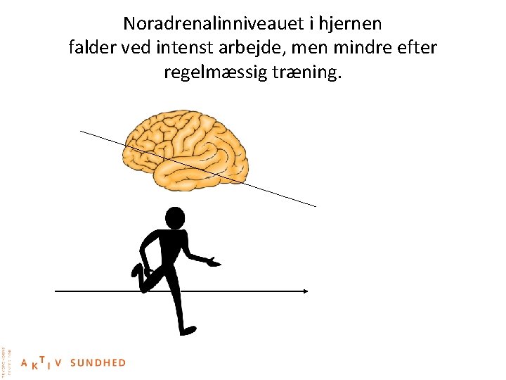Noradrenalinniveauet i hjernen falder ved intenst arbejde, men mindre efter regelmæssig træning. 