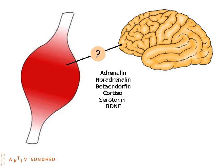 ? Adrenalin Noradrenalin Betaendorfin Cortisol Serotonin BDNF 