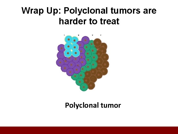 Wrap Up: Polyclonal tumors are harder to treat Polyclonal tumor 