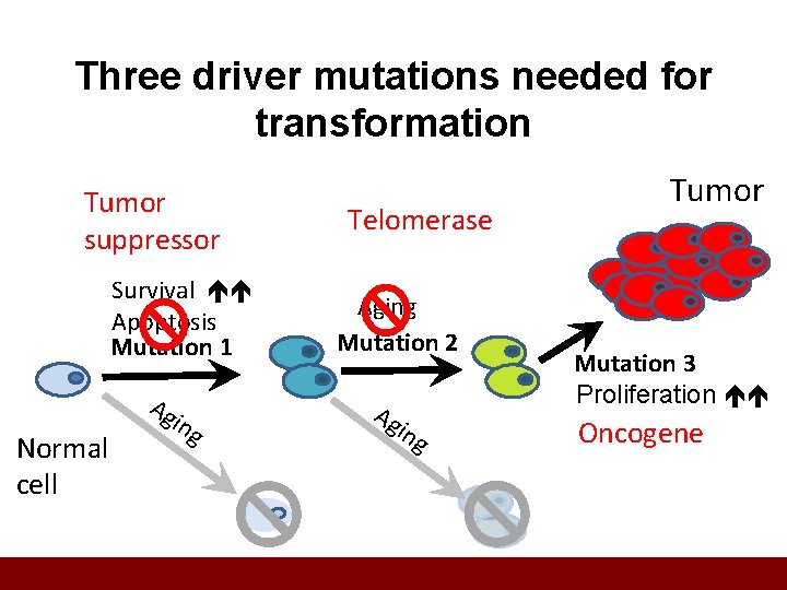 Three driver mutations needed for transformation Tumor suppressor Survival Apoptosis Mutation 1 Ag Normal
