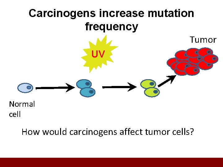 Carcinogens increase mutation frequency Tumor UV Normal cell How would carcinogens affect tumor cells?