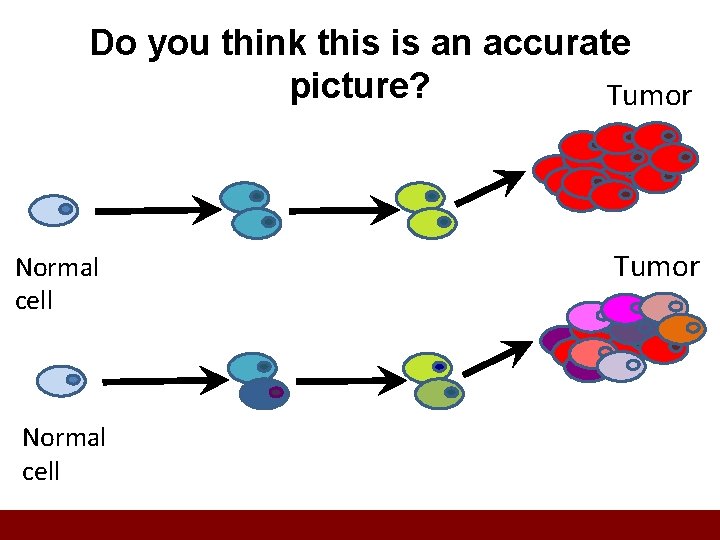 Do you think this is an accurate picture? Tumor Normal cell Tumor 