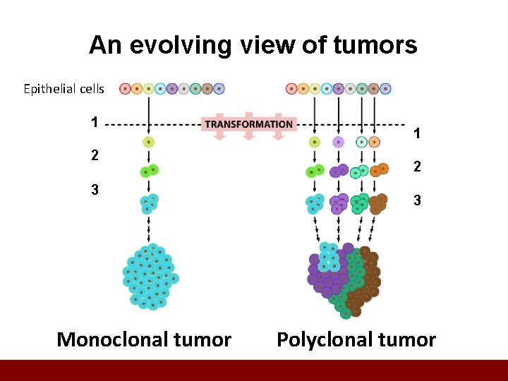 An evolving view of tumors Epithelial cells 1 2 3 Monoclonal tumor 1 2