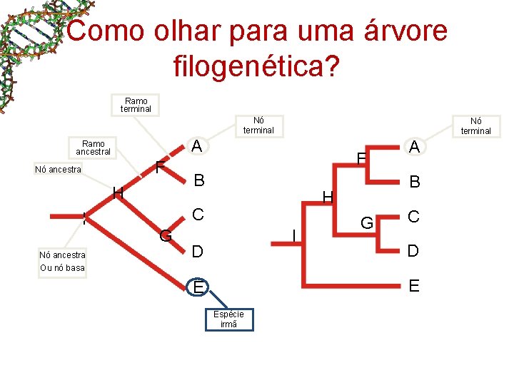 Como olhar para uma árvore filogenética? Ramo terminal Nó terminal A Ramo ancestral F Como olhar para uma árvore filogenética? Ramo terminal Nó terminal A Ramo ancestral F