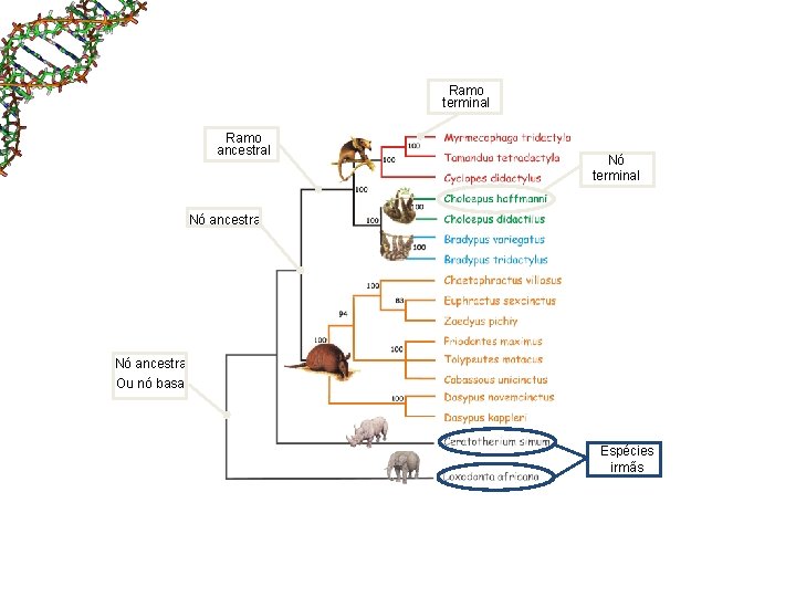 Ramo terminal Ramo ancestral Nó terminal Nó ancestral Ou nó basal Espécies irmãs Ramo terminal Ramo ancestral Nó terminal Nó ancestral Ou nó basal Espécies irmãs