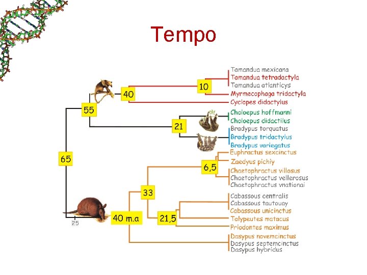 Tempo Tempo