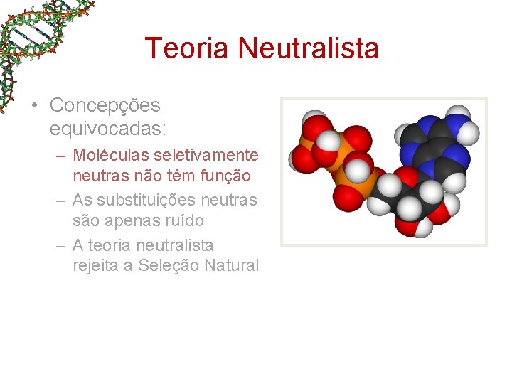 Teoria Neutralista • Concepções equivocadas: – Moléculas seletivamente neutras não têm função – As Teoria Neutralista • Concepções equivocadas: – Moléculas seletivamente neutras não têm função – As