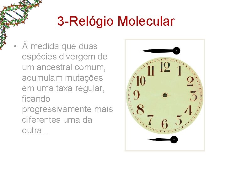 3 -Relógio Molecular • À medida que duas espécies divergem de um ancestral comum, 3 -Relógio Molecular • À medida que duas espécies divergem de um ancestral comum,