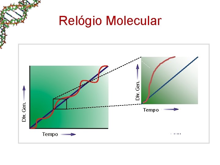 Div. Gen. Relógio Molecular Tempo Div. Gen. Relógio Molecular Tempo