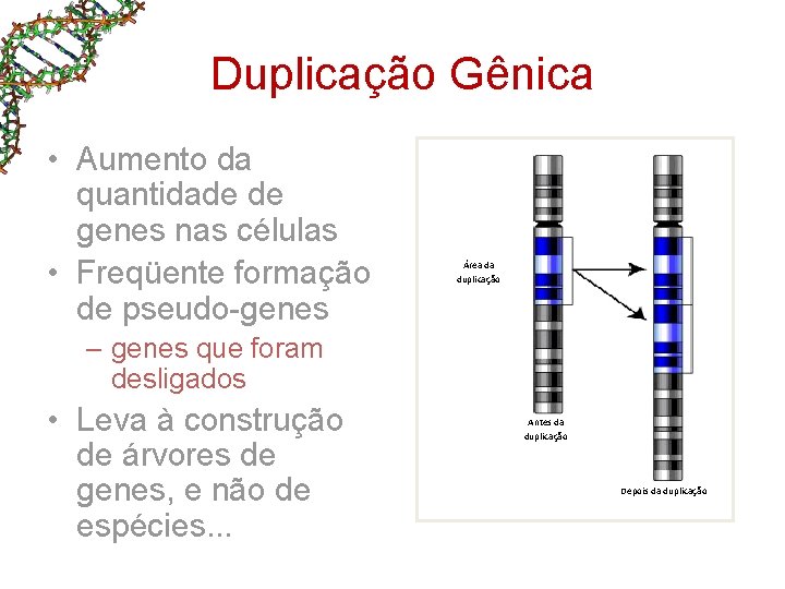 Duplicação Gênica • Aumento da quantidade de genes nas células • Freqüente formação de Duplicação Gênica • Aumento da quantidade de genes nas células • Freqüente formação de
