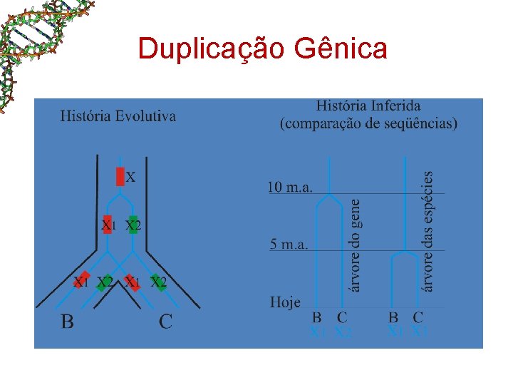 Duplicação Gênica Duplicação Gênica