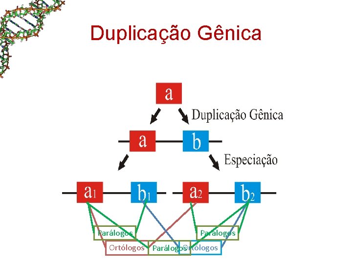 Duplicação Gênica Parálogos Ortólogos Parálogos. Ortólogos Duplicação Gênica Parálogos Ortólogos Parálogos. Ortólogos