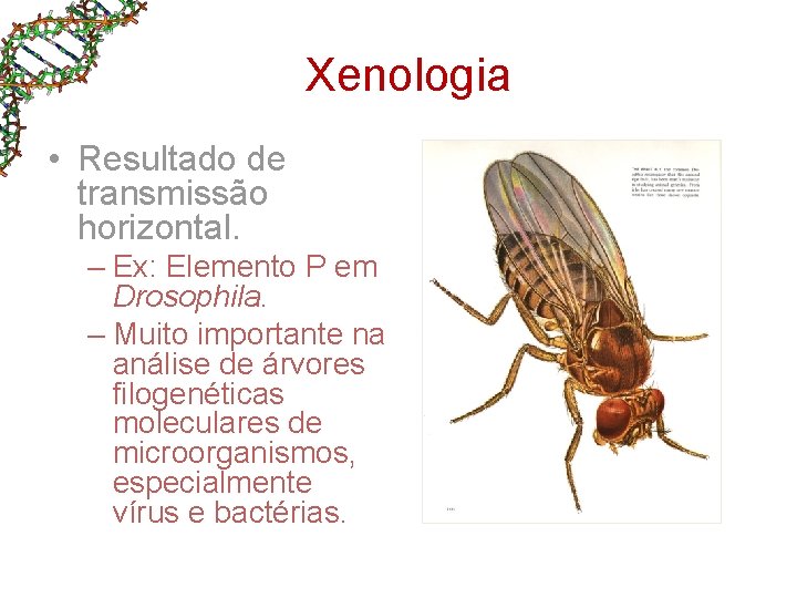 Xenologia • Resultado de transmissão horizontal. – Ex: Elemento P em Drosophila. – Muito Xenologia • Resultado de transmissão horizontal. – Ex: Elemento P em Drosophila. – Muito
