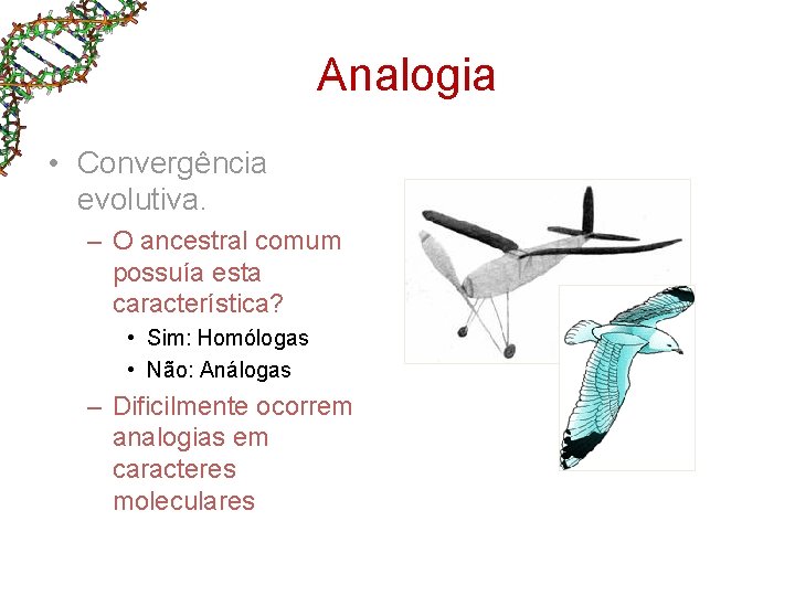 Analogia • Convergência evolutiva. – O ancestral comum possuía esta característica? • Sim: Homólogas Analogia • Convergência evolutiva. – O ancestral comum possuía esta característica? • Sim: Homólogas