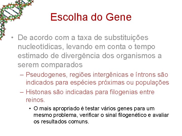 Escolha do Gene • De acordo com a taxa de substituições nucleotídicas, levando em Escolha do Gene • De acordo com a taxa de substituições nucleotídicas, levando em