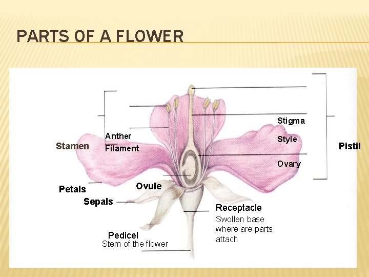 PARTS OF A FLOWER Stigma Anther Stamen Style Filament Ovary Petals Sepals Ovule Pedicel
