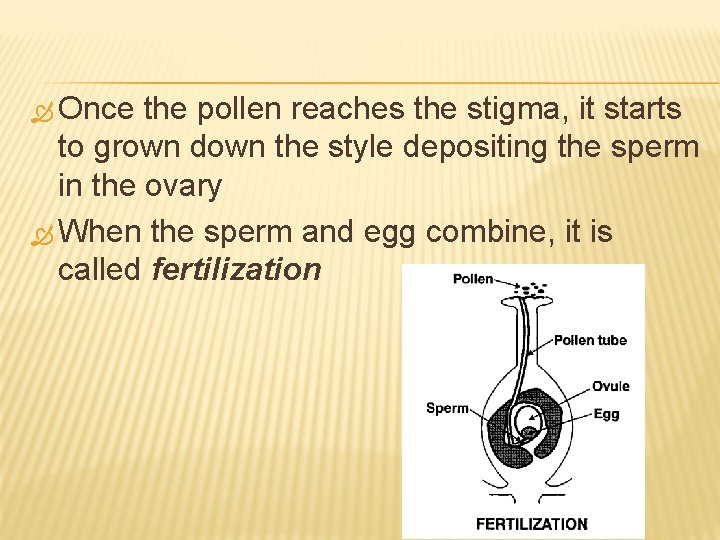  Once the pollen reaches the stigma, it starts to grown down the style