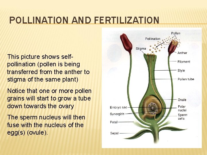 POLLINATION AND FERTILIZATION This picture shows selfpollination (pollen is being transferred from the anther