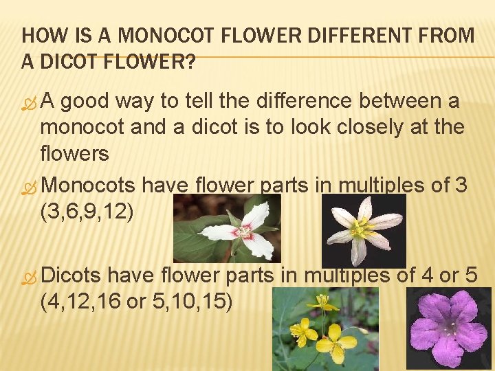 HOW IS A MONOCOT FLOWER DIFFERENT FROM A DICOT FLOWER? A good way to