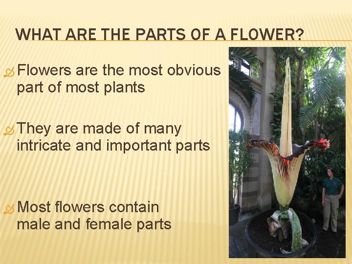 WHAT ARE THE PARTS OF A FLOWER? Flowers are the most obvious part of