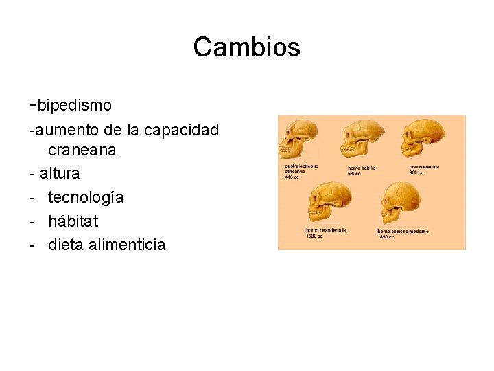 Cambios -bipedismo -aumento de la capacidad craneana - altura - tecnología - hábitat -